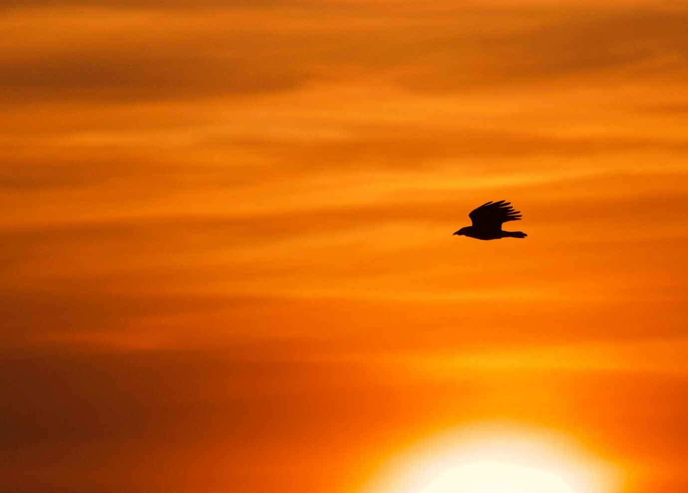 Bird flying during golden hour